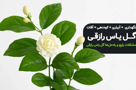 رازقی