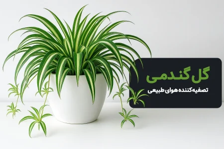 گل-گنـدمـی